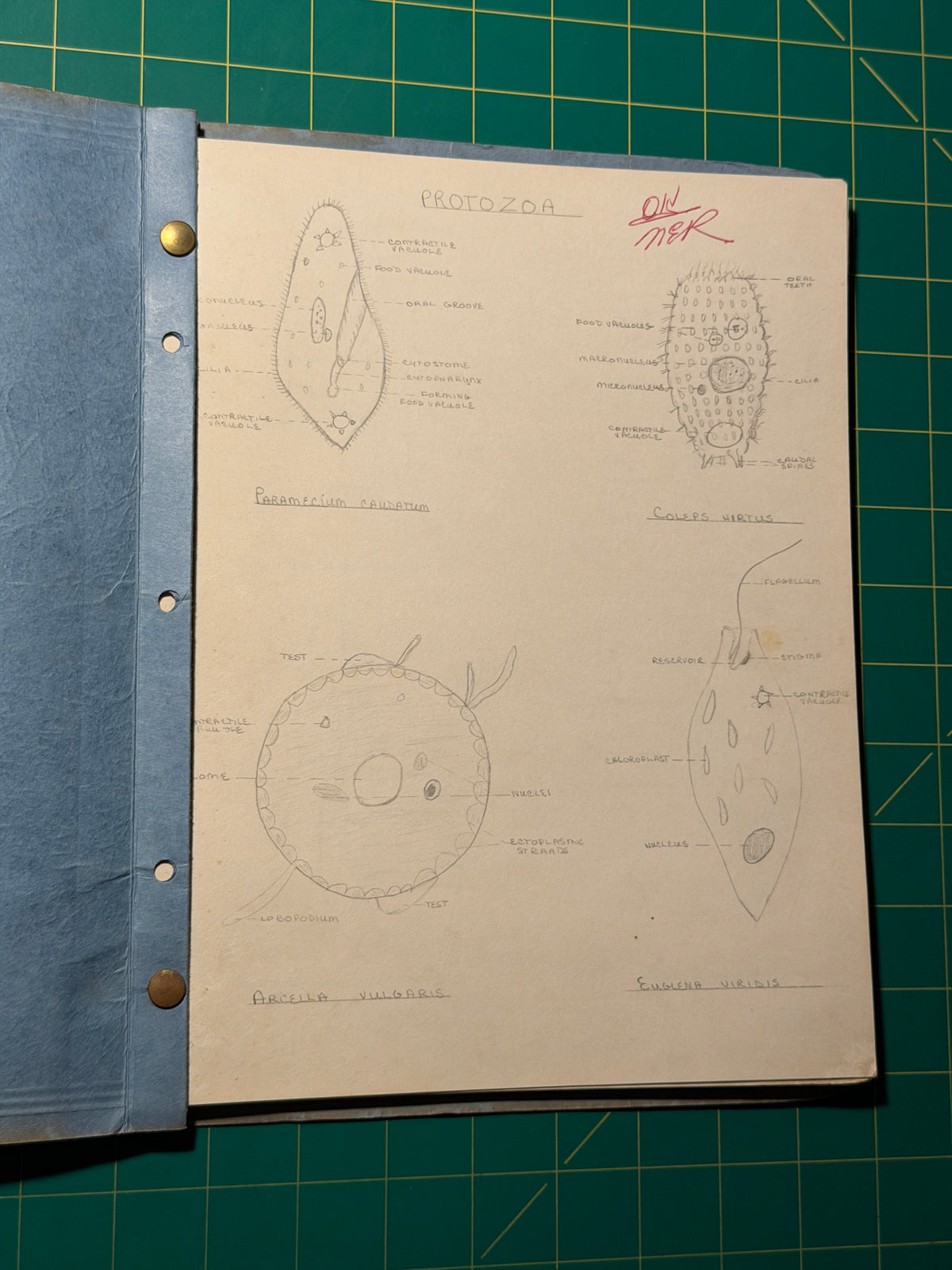 Invertebrate Drawings - Manuscript, Used Acceptable