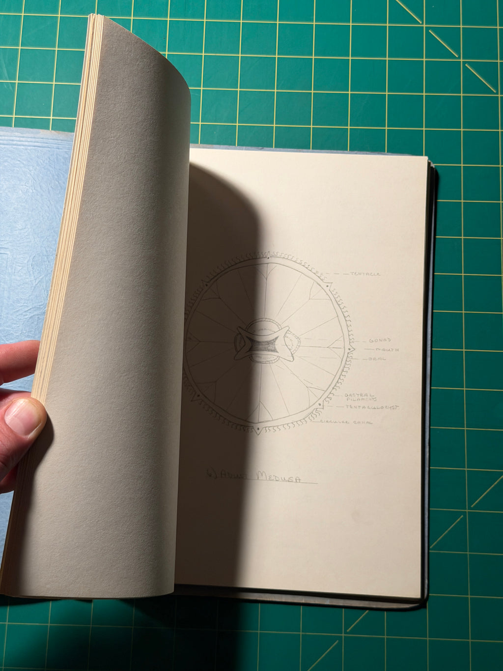 Invertebrate Drawings - Manuscript, Used Acceptable